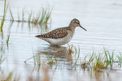 Wood Sandpiper