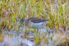 Wood Sandpiper