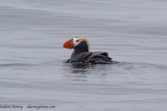 Tufted Puffin