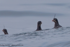 Whiskered Auklet's