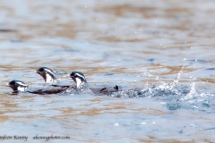 Ancient Murrelet's