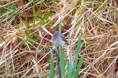 Taiga Flycatcher