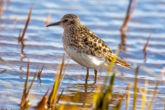 Long-toed Stint