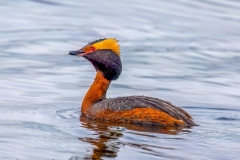 Horned Grebe