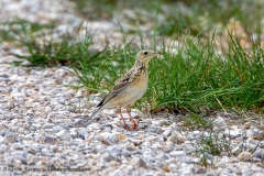 Sprague's Pipit