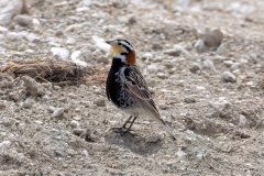 Chestnut-collared Longspur