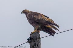 Golden Eagle