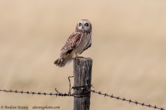 Short-eared Owl