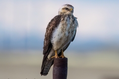 Swainson's Hawk