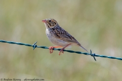 Baird's Sparrow