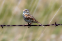 Vesper Sparrow