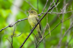 Yellow-bellied Flycatcher