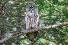 Great Gray Owl