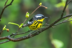 Magnolia Warbler