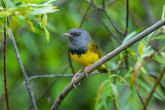 Mourning Warbler