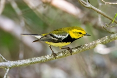 Black-throated Green Warbler