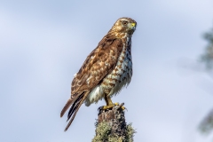 Broad-winged Hawk