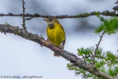 Connecticut Warbler