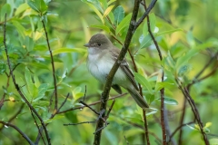 Alder Flycatcher