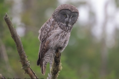 Great Gray Owl