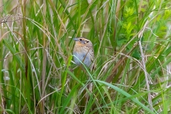 LeConte's Sparrow