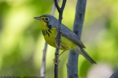 Canada Warbler