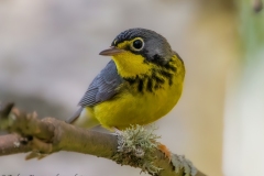 Canada Warbler