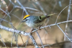 Golden-crowned Kinglet