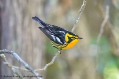 Blackburnian Warbler