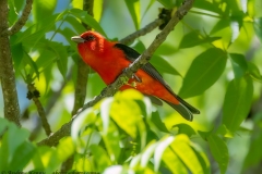 Scarlet Tanager