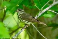 Northern Waterthrush