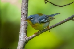 Northern Parula