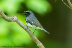 Black-throated Blue Warbler