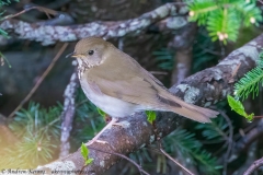 Bicknell's Thrush