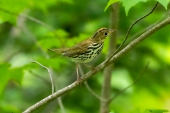 Ovenbird