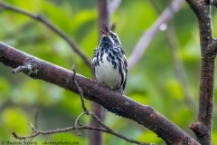 Black-and-White Warbler