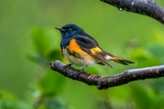 American Redstart