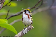 Chestnut-sided Warbler