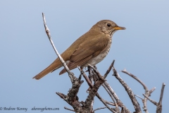 Bicknell's Thrush