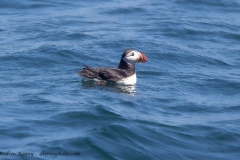 Atlantic Puffin