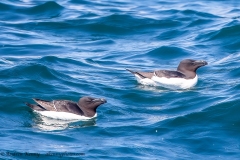 Razorbill's