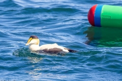 Common Eider