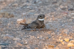 Lesser Nighthawk