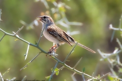 Rufous-winged Sparrow