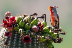 Pyrrhuloxia