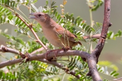 Botteri's Sparrow