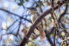 Rose-throated Becard