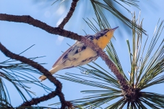 Grace's Warbler