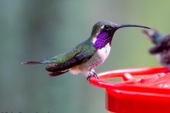 Lucifer Hummingbird