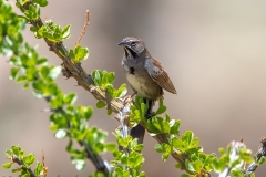 Five-striped Sparrow